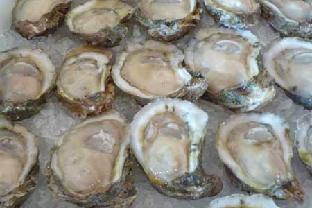 oysters